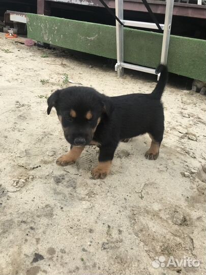 Милые дворняшки