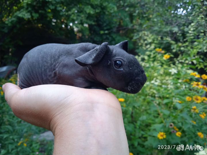 Морская свинка скинни