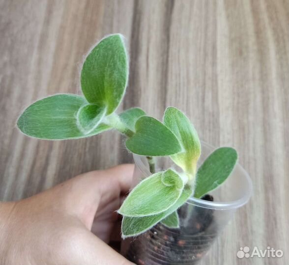 Традесканция Силламонтана, вариегатная