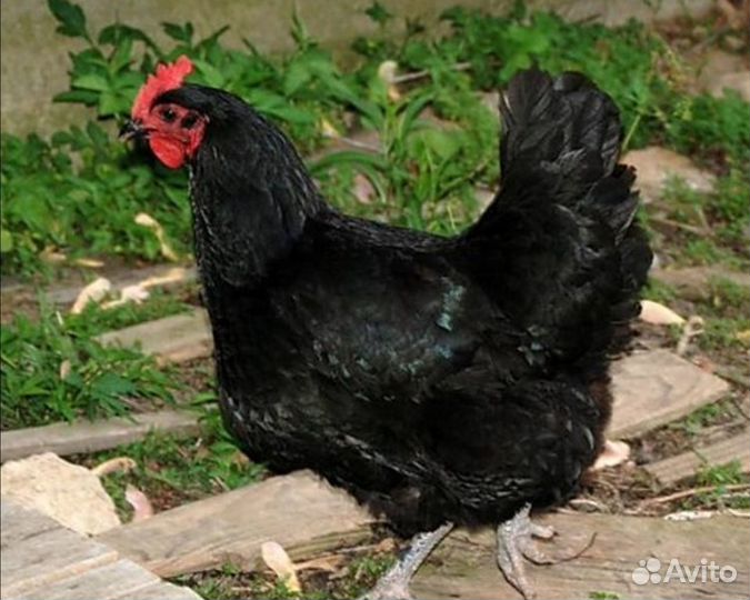 Несушки Доминант молодки и Петухи