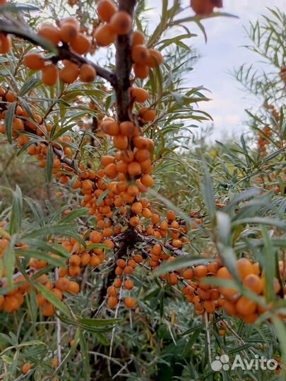 Облепиха ягоды
