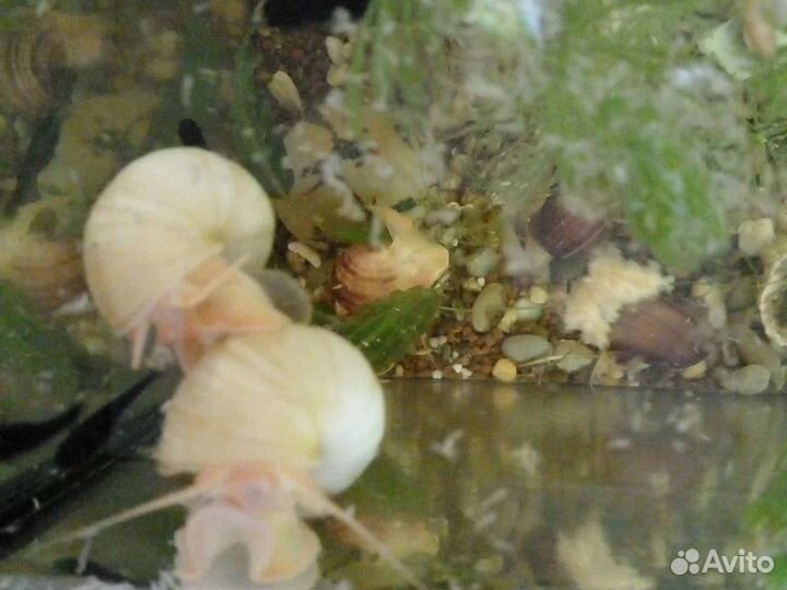 Улитки ампулярии аквариумные