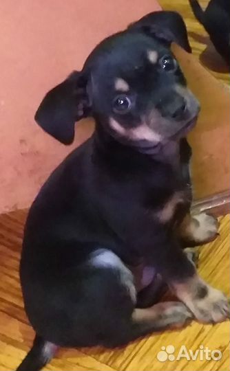 Щенки той-терьер