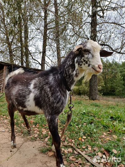 Продается мальчик жених
