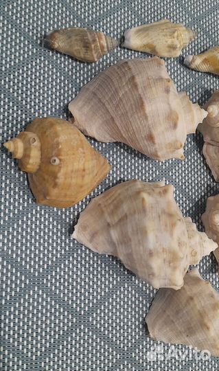 Ракушки морские, набор