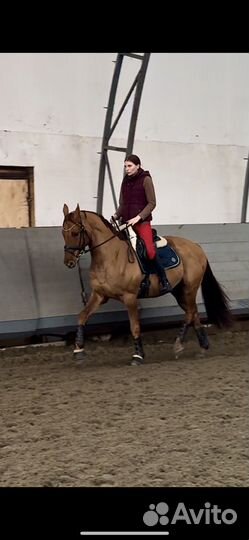 Подбор/продажа лошадей