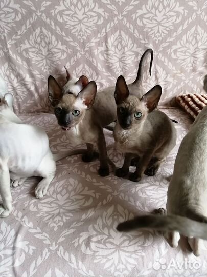 Кошечки и котики Корниш рекс