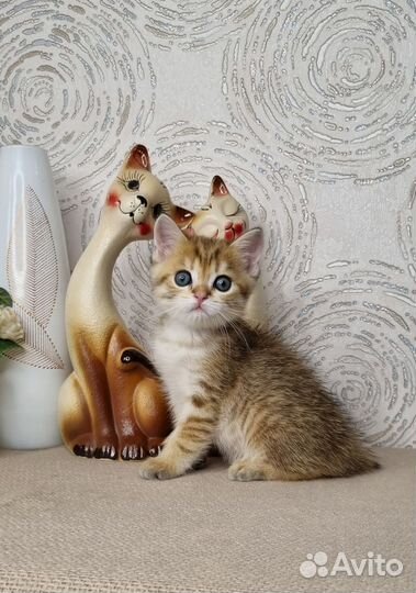 Хитрый шотландский лис в яркую полоску