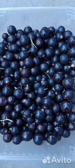 Чёрная, пахучая смородина