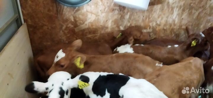 Телята с доставкой в ваш двор