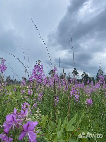 Иван чай опт розница