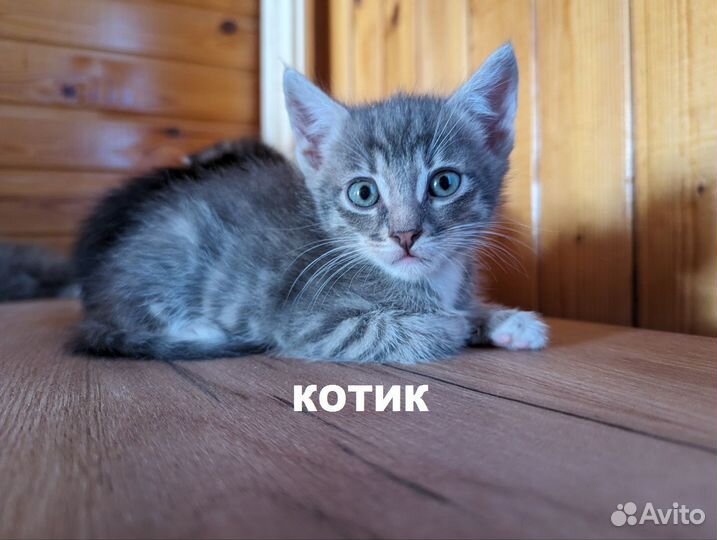 Котик для добрых людей
