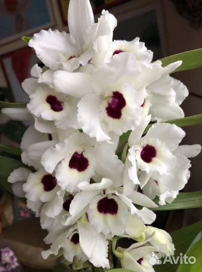 Дендробиум нобиле