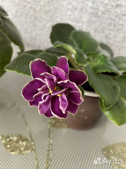 Фиалки набор 8 шт