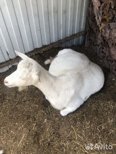 Козы Зааненские