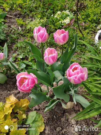 Тюльпаны и другие луковичные растения