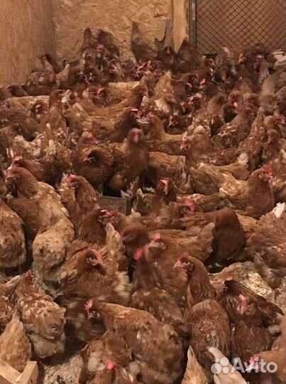 Куры несушки Ломан Браун