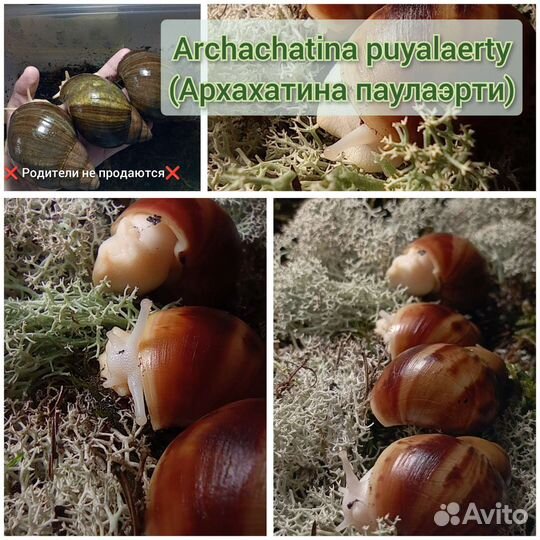 Улитки ахатина, архахатина и древесники