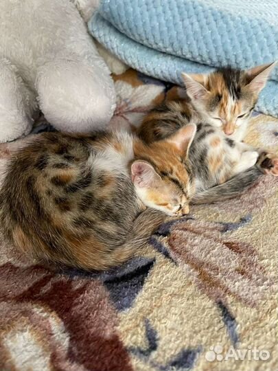 Бенгальская