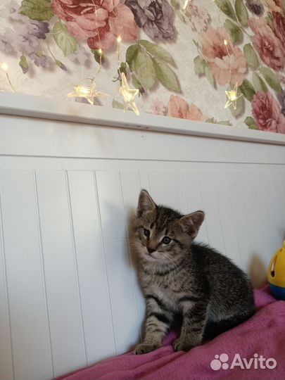 Котята от домашней кошки