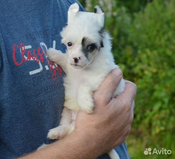 Пуховая девочка-белочка