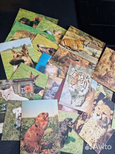 Открытки СССР (цена за весь лот 116шт)