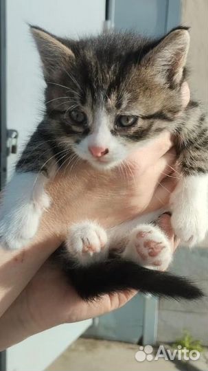 Мальчик и девочка 2 месяца в добрые руки