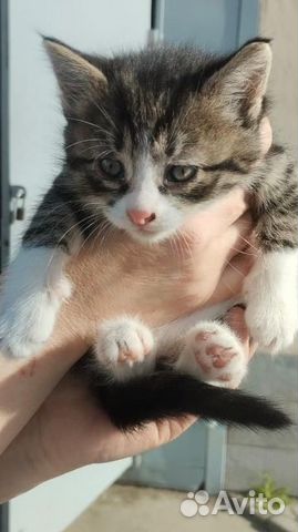 Мальчик и девочка 2 месяца в добрые руки