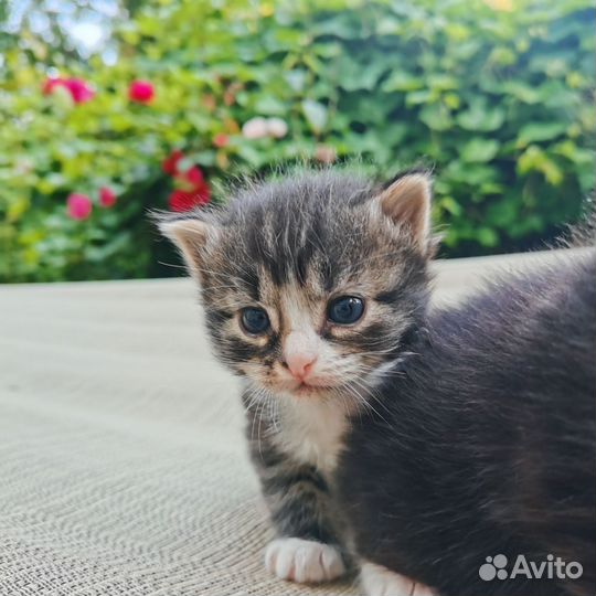 Отдадим котят в хорошие руки