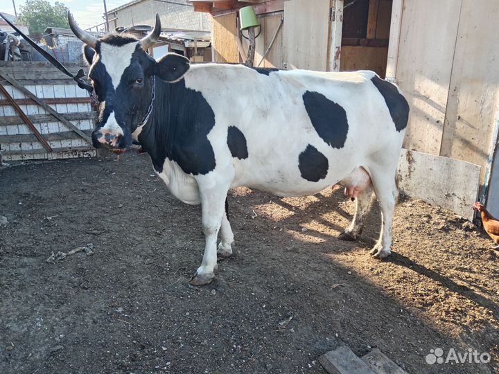 Корова дойная