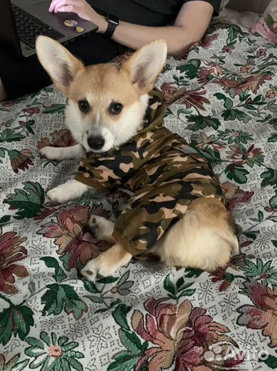 Дождевик для собак