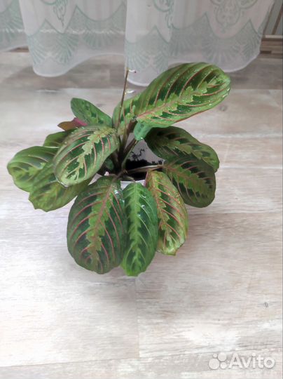 Маранта триколор