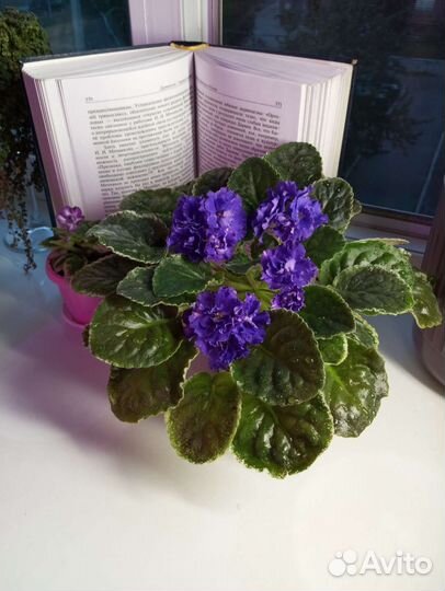 Сортовые фиалки