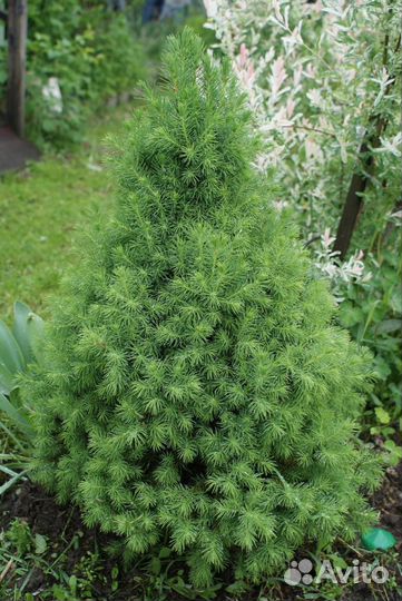 Ель Коника (карликовая)