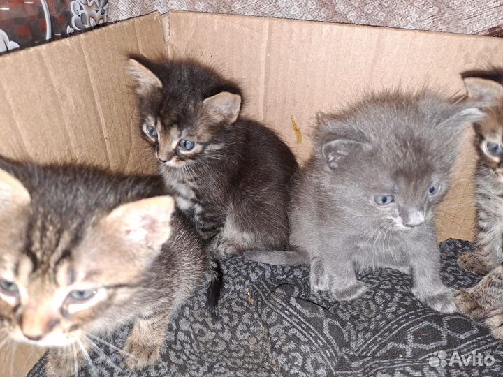 Котята,помесь с британцами