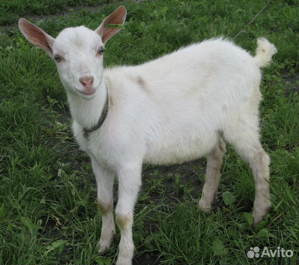 Козочка зааненская