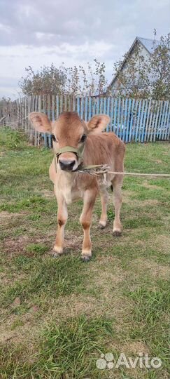 Бычок домашний