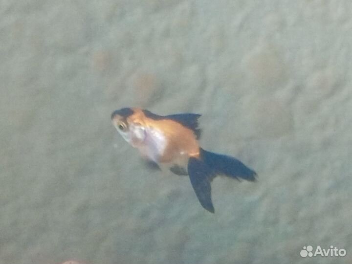 Рыбка оранда