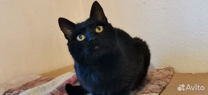 Кот Кузя