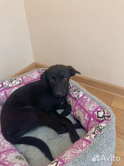 Передержка собак в домашних условиях