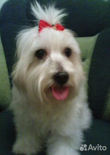 Передержка,уход за животными