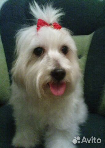 Передержка,уход за животными