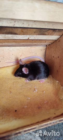 Сатиновые мышки мальчики и 1 японская девочка