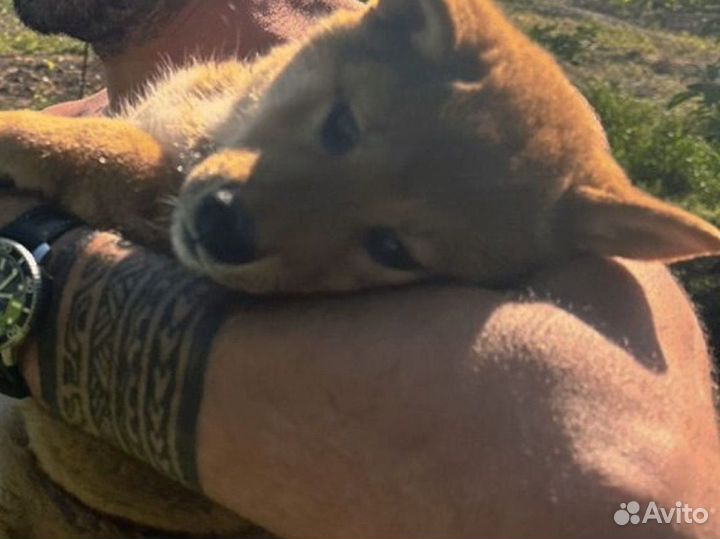 Собака сиба ину