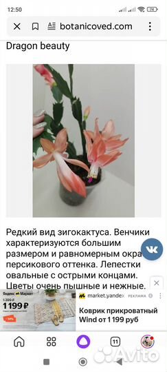 Зигокактус шлюмбергера