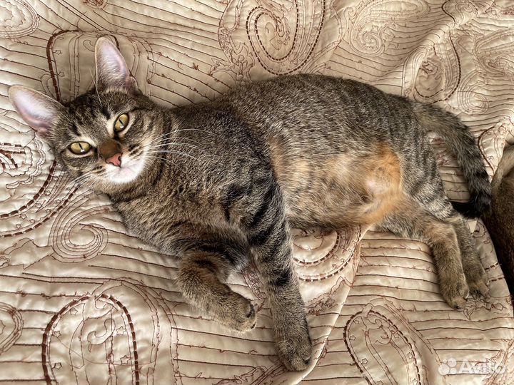 Кошка в дар