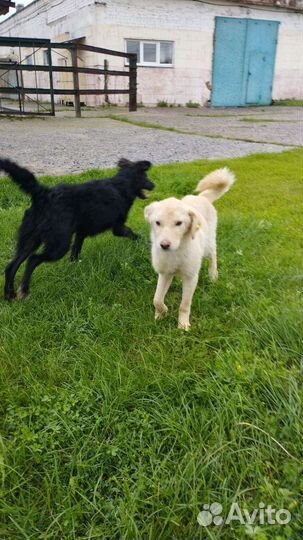 Собака в добрые руки