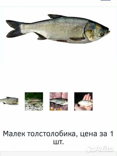 Толстолобик