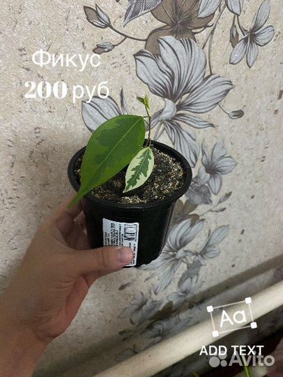 Комнатные растения