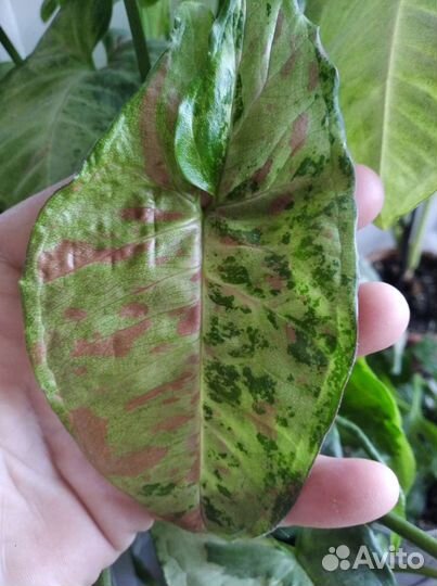 Сингониумы сортовые 8 разных сортов+аглаша